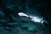 Commerson-Delfin (Cephalorhynchus commersonii), nahe Carcass Island, Falklandinseln, Britisches Überseegebiet, Südamerika
