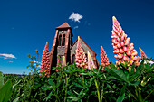 Fingerhut vor der Kathedrale Christ Church Cathedral, Stanley, Falklandinseln, Britisches Überseegebiet, Südamerika