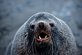 Male fur seal confesses at alcoholics anonymous meeting, Salisbury Plain, South Georgia Island, Antarctica