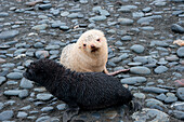 'Seltener ''Blondie'' blonder Seebär (nur ca. 1 in 1000 ist hell), Salisbury Plain, Südgeorgien, Antarktis'