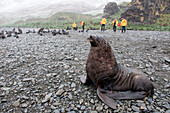 Male Fur seal on rocky beach with passengers of  expedition cruise ship MS Hanseatic (Hapag-Lloyd Cruises) in distance, Fortuna Bay, South Georgia Island, Antarctica
