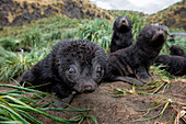 Safety in numbers: While their mothers are off on extended feeding binges, young fur seals gather in creshes or kindergartens among the tussock grass, Fortuna Bay, South Georgia Island, Antarctica