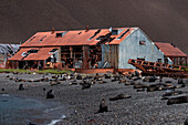 Fur seals on rocky beach with former whaling station behind, Stromness, South Georgia Island, Antarctica