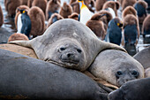 Southern elephant seals (Mirounga leonina) on beach, Gold Harbour, South Georgia Island, Antarctica