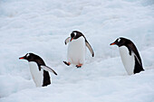 Jumping gentoo penguin (Pygoscelis papua), Neko Harbour, Graham Land, Antarctica