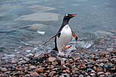 Gentoo penguin (Pygoscelis papua) arrives at rocky beach, Neko Harbour, Graham Land, Antarctica