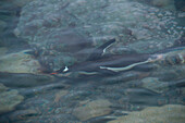 Schwimmender Eselspinguin (Pygoscelis papua), Neko Harbour, Grahamland, Antarktis