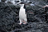 Zügelpinguin (Pygoscelis antarctica), Aitcho Island, Südshetland-Inseln, Antarktis