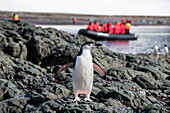 Zügelpinguin (Pygoscelis antarctica) vor Zodiac Schlauchboot von Expeditions-Kreuzfahrtschiff MS Hanseatic (Hapag-Lloyd Kreuzfahrten), Aitcho Island, Südshetland-Inseln, Antarktis