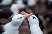 Zwei Schwarzbrauenalbatrosse (Thalassarche melanophrys) beim füttern, New Island, Falklandinseln, Britisches Überseegebiet, Südamerika