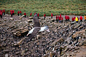 Schwarzbrauenalbatros (Thalassarche melanophrys) im Flug vor Passagieren von Expeditions-Kreuzfahrtschiff MS Hanseatic (Hapag-Lloyd Kreuzfahrten), New Island, Falklandinseln, Britisches Überseegebiet, Südamerika