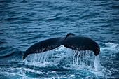 Tail of humpback whale (Megaptera novaeangliae), near Shag Rocks, South Atlantic Ocean between Falkland Islands and South Georgia Island, Antarctica