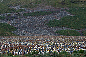 Colony of king penguins (Aptenodytes patagonicus) on hillside, Salisbury Plain, South Georgia Island, Antarctica