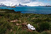 Nesting wandering albatross (Diomedea exulans), Salisbury Plain, South Georgia Island, Antarctica