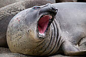 Southern elephant seal (Mirounga leonina) scratches his head, Royal Bay, South Georgia Island, Antarctica
