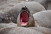 Southern elephant seal (Mirounga leonina) with wide open mouth, Royal Bay, South Georgia Island, Antarctica
