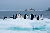 Eine Gruppe Zügelpinguine (Pygoscelis antarctica) auf einer Eisscholle mit Expeditions-Kreuzfahrtschiff MS Hanseatic (Hapag-Lloyd Kreuzfahrten) im Hintergrund, Laurie Island, Südliche Orkneyinseln, Antarktis