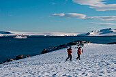Passengers of expedition cruise ship MS Hanseatic (Hapag-Lloyd Cruises) follow flags to a colony of chinstrap penguins (Pygoscelis antarctica) on hilltop, Half Moon Island, South Shetland Islands, Antarctica
