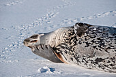 Weddellrobbe (Leptonychotes weddellii) wälzt sich im Schnee, Half Moon Island, Südshetland-Inseln, Antarktis