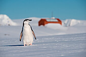 Chinstrap penguin (Pygoscelis antarctica) with Argentinian scientific station Camara behind, Half Moon Island, South Shetland Islands, Antarctica