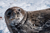 Weddellrobbe (Leptonychotes weddellii), Half Moon Island, Südshetland-Inseln, Antarktis