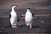 Zwei Zügelpinguine (Pygoscelis antarctica) am Strand, Whalers Bay, Deception Island, Südshetland-Inseln, Antarktis