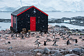 Gentoo penguins (Pygoscelis papua) nesting at Port Lockroy's Base A of the British Antarctic Survey research station, Port Lockroy, Wiencke Island, Antarctica