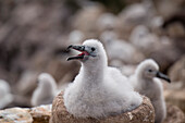 Black-browed albatross (Thalassarche melanophrys) chick in nest, New Island, Falkland Islands, British Overseas Territory