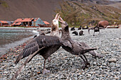 Zwei Riesensturmvögel (Macronectes giganteus) streiten sich über den Genuss eines toten jungen Seebären, Stromness, Südgeorgien, Antarktis