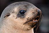 Portrait of a fur seal, Jason Harbour, South Georgia Island, Antarctica