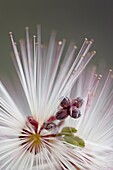 Fairy Duster (Calliandra eriophylla), Organ Pipe Cactus National Monument, Arizona, United States of America, North America