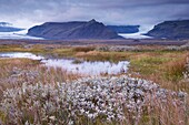 Arctic plants in autumn in Skaftafell National Park, Mount Hafrafell and Svinafellsjokull glacier in the distance, south-east Iceland (Austurland), Iceland, Polar Regions