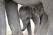 Two month old baby elephant calf with mother elephant, Kaziranga National Park, Assam, India, Asia