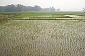 Rice paddy fields, Kaziranga district, Assam, India, Asia