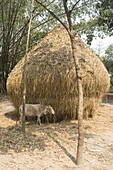 Cow and haystack in rural farming village, Assam, India, Asia