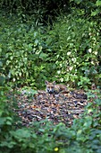 Red Fox (Vulpes vulpes), London, England, United Kingdom, Europe