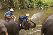 Elephant Conservation Center, Lampang, Thailand, Southeast Asia, Asia