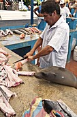 Sea lion steals scraps at the fish market, Puerto Ayora, Isla Santa Cruz (Santa Cruz island), Galapagos Islands, Ecuador, South America