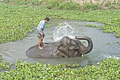 Elephant spraying herself and the mahout whilst bathing in water surrounded by water hyacinth, Kaziranga, Assam, India, Asia