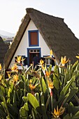 Bird of Paradise flowers bloom in front of a traditional thatched Palheiro A-frame house in the town of Santana, Madeira, Portugal, Europe
