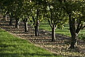 Cider apples ready for harvesting, Somerset, England, United Kingdom, Europe