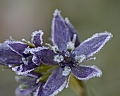 Star Gentian (Felwort) (Swertia perennis) with frost, Colorado State Forest State Park, Colorado, United States of America, North America
