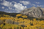 Yellow aspens and evergreens in the fall with rocky mountain, Grand Mesa-Uncompahgre-Gunnison National Forest, Colorado, United States of America, North America