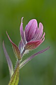 Splitleaf Painted-Cup (Castilleja rhexifolia), Cottonwood Pass, Collegiate Peaks Wilderness, Gunnison National Forest, Colorado, United States of America, North America