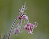 Prairie Smoke (purple avens) (Old Man's Whiskers) (Long-Plumed Avens) (Geum triflorum), Cottonwood Pass, Collegiate Peaks Wilderness, Gunnison National Forest, Colorado, United States of America, North America