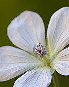 Richardson's Geranium (Geranium richardsonii), Gunnison National Forest, Colorado, United States of America, North America