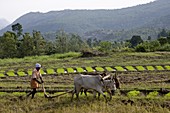 Ploughing an agricultural field, Marayoor, Kerala, India, Asia