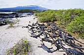 Marine iguanas (Amblyrhynchus cristatus), Isla Isabela, Galapagos Islands, UNESCO World Heritage Site, Ecuador, South America