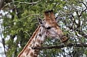 Giraffe (Giraffa camelopardalis), Kapama Game Reserve, South Africa, Africa