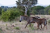 Grant's zebra (Equus quagga boehmi), Lualenyi Game Reserve, Kenya, East Africa, Africa